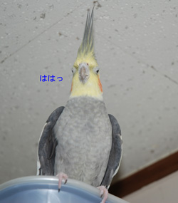 テレるイカよ