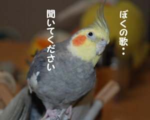 ぼくの歌きいて