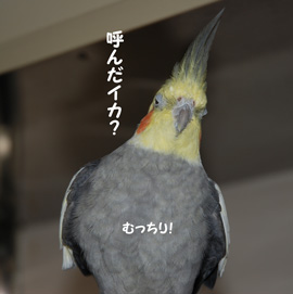 呼んだイカ?