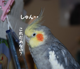 しゅん・・