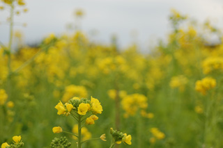 菜の花