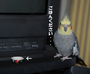 ごはんください・・