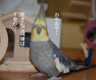 イカが?