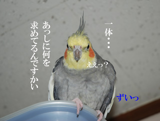 あっしに何を