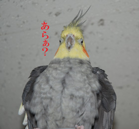 マダムが