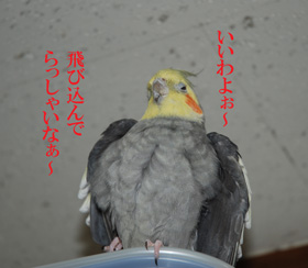 飛び込んで・・