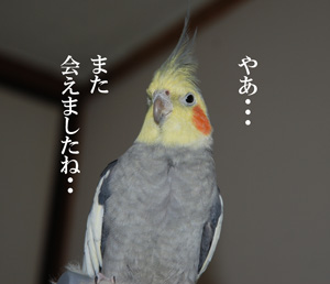 貴公子