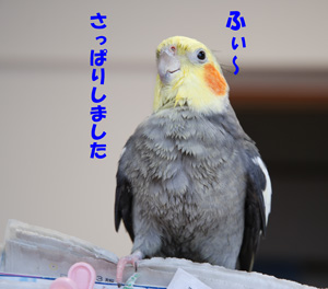 さっぱり