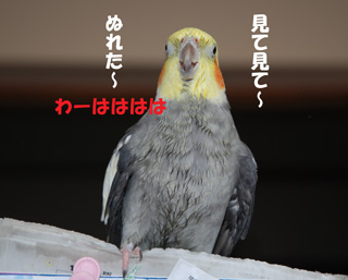 見てみて