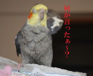 何か言ったぁ?