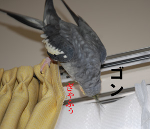 µÕ¾å¤¬¤ê¼ºÇÔ