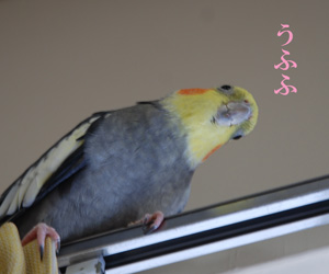 ¤¦¤Õ¤Õ