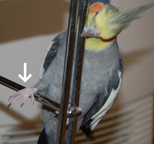 ¼ê