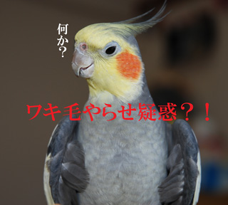 やらせ疑惑?!