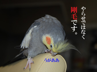 剛毛なだけです