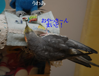 まいど!