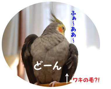 ハミ?!