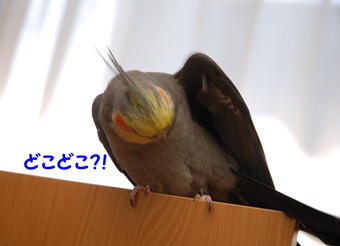 どこどこ?!