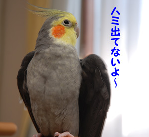 出てなーい