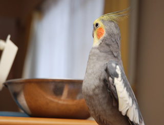 あれなに?