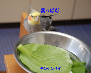 葉っぱだ