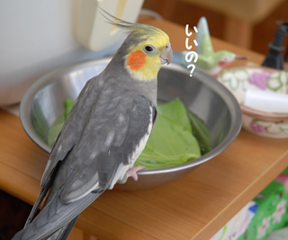 いいの?