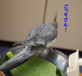 ごっそさん