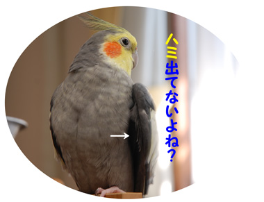 出てないよね?
