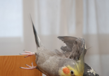 飛んで飛ばして オカメインコのそらおくん