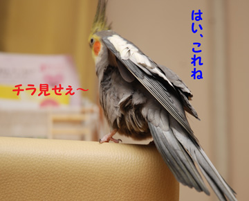 ちラ見せも!
