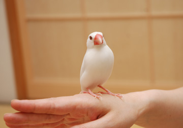 すぴちゃんとそら オカメインコのそらおくん