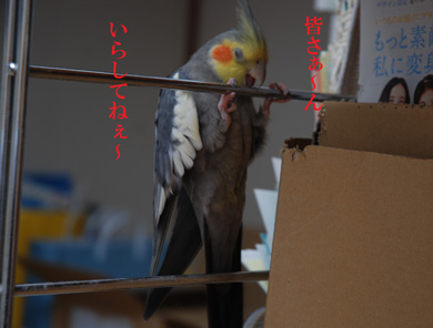 いらしてねぇ〜.jpg