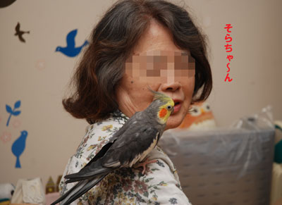 おじいちゃん達が来たよ オカメインコのそらおくん