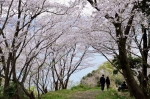 高津子山を桜の山に