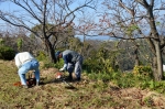 高津子山を桜の山に