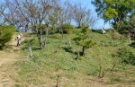 高津子山を桜の山に
