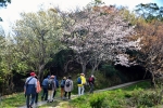 桜ウォーク