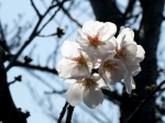 桜の植樹