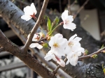 紀三井寺