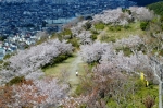 桜ウォーク