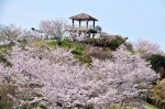 桜ウォーク