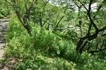 高津子山を桜の山に