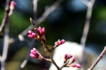 高津子山を桜の山に