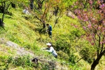 高津子山を桜の山に