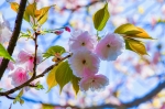 高津子山を桜の山に