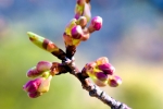 高津子山を桜の山に