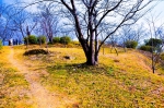 高津子山を桜の山に