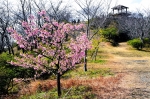 高津子山を桜の山に