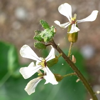 ロケットの花