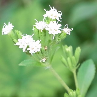 ステビアの花